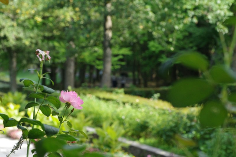 公园花海前景虚化特写|摄影技巧 - PictureHub