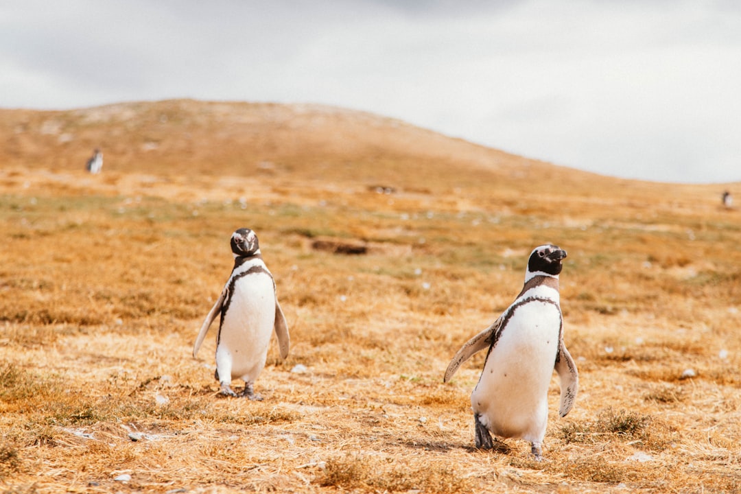 Foto ad alta risoluzione di una coppia di pinguini che camminano attraverso un campo di erba secca scattata da Gustavo Sánchez in Animals | PictureHub