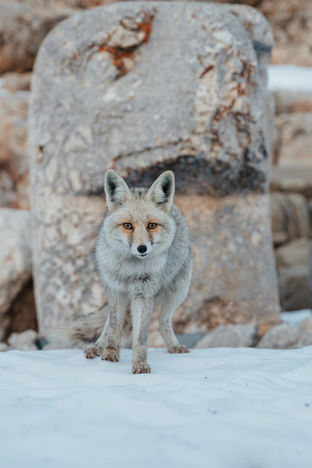 High-resolution a fox stands in the snow gazing directly at you photo by Yunus Tuğ in Animals | PictureHub