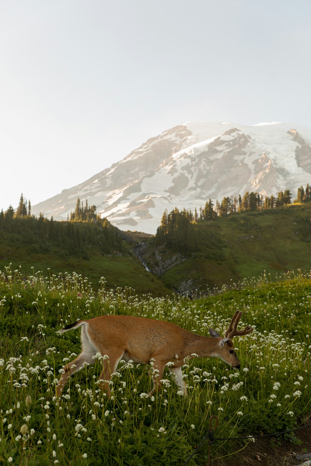 Foto ad alta risoluzione di un cervo cammina tra i fiori selvatici vicino a una montagna innevata scattata da Emma Swoboda in Animals | PictureHub