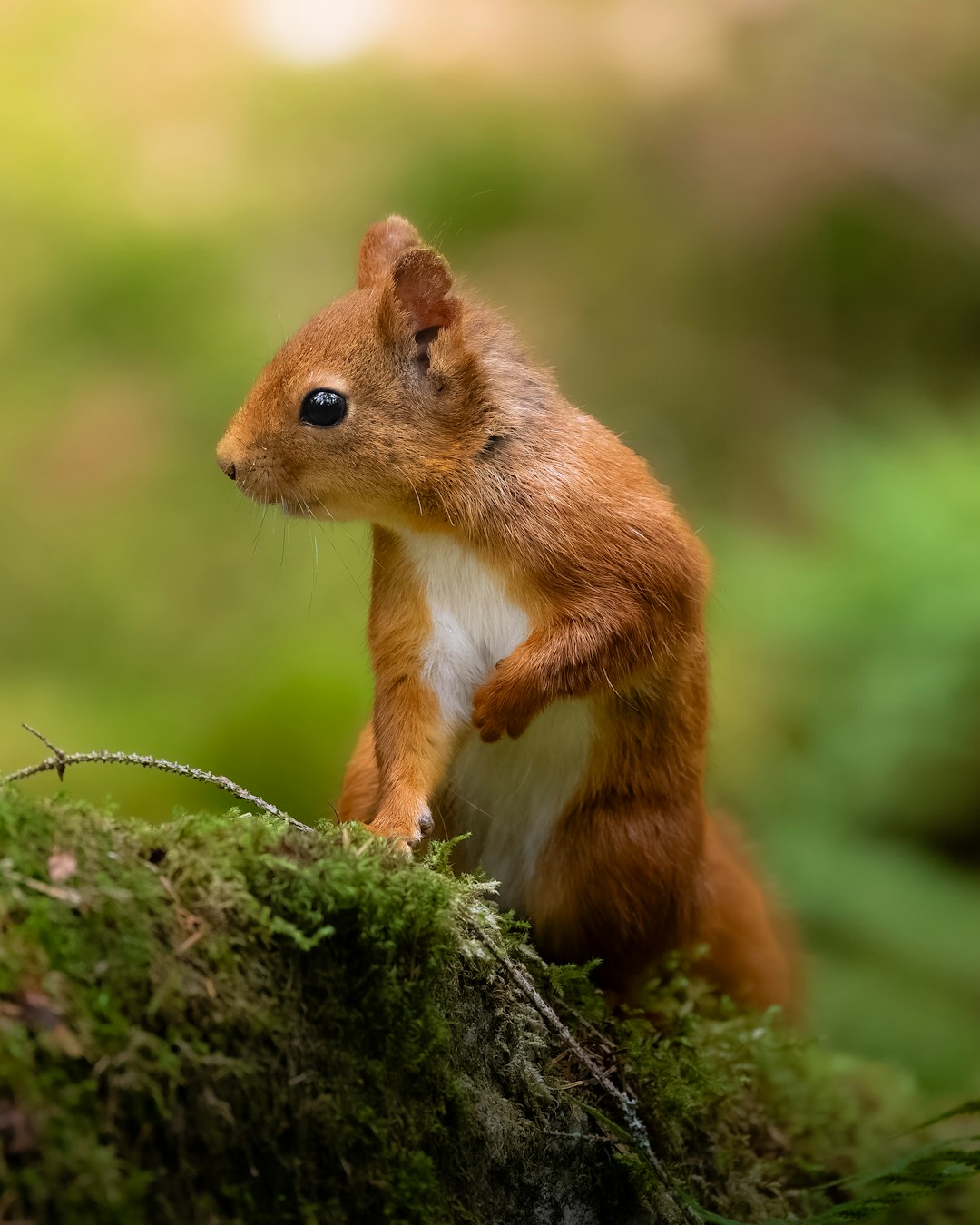 由 Sasha Matic 拍摄的 a red squirrel sits on mossy ground in a forest 高清图片 - Animals主题 | PictureHub