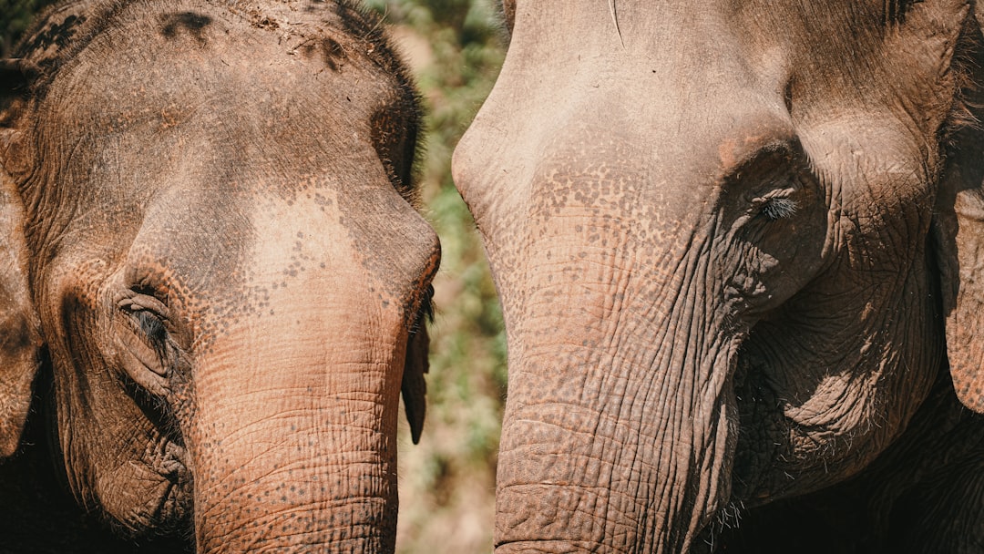 Foto ad alta risoluzione di due elefanti stanno vicini uno di fronte allaltro scattata da NIR HIMI in Animals | PictureHub