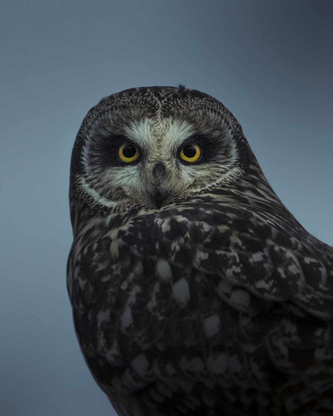 Christoph Nolte 작가의 노란색 눈을 가진 짧은 귀 올빼미의 클로즈업 고화질 사진 - Animals 카테고리 | PictureHub