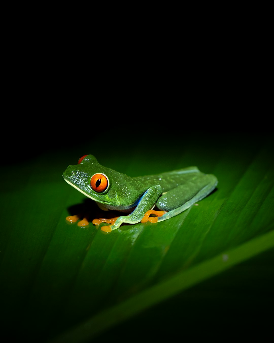 由 Andrew Laulman 拍摄的 green tree frog with bright orange eyes on leaf 高清图片 - Animals主题 | PictureHub