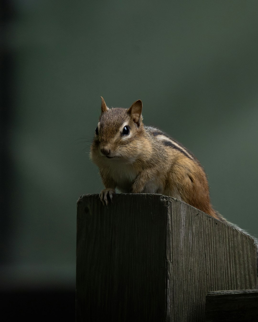 Andrew Laulman 작가의 다람쥐는 야외의 나무 기둥 위에 앉아 있습니다 고화질 사진 - Animals 카테고리 | PictureHub