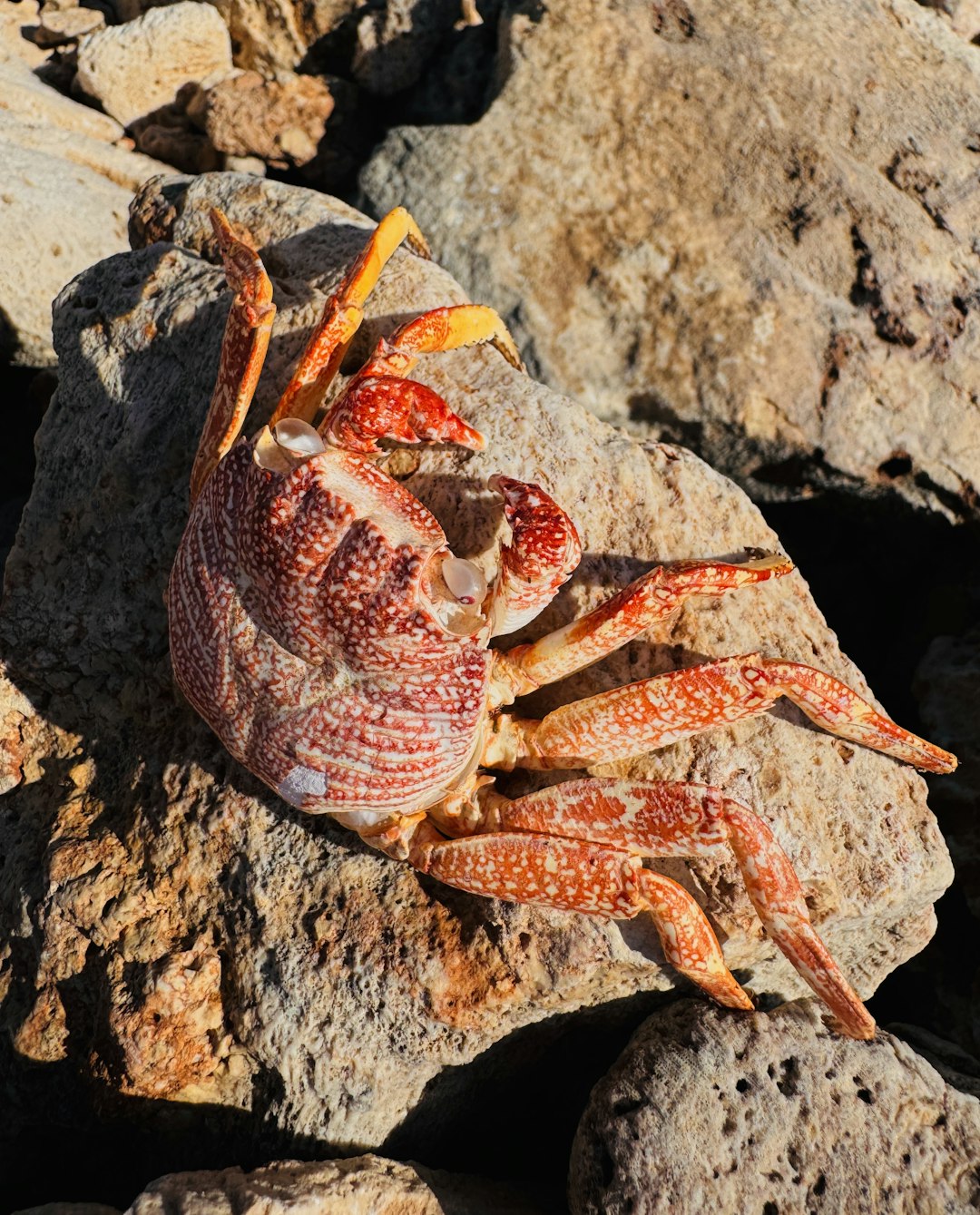 由 Philip Yu 拍摄的 a red and white crab rests on a rocky shore 高清图片 - Animals主题 | PictureHub