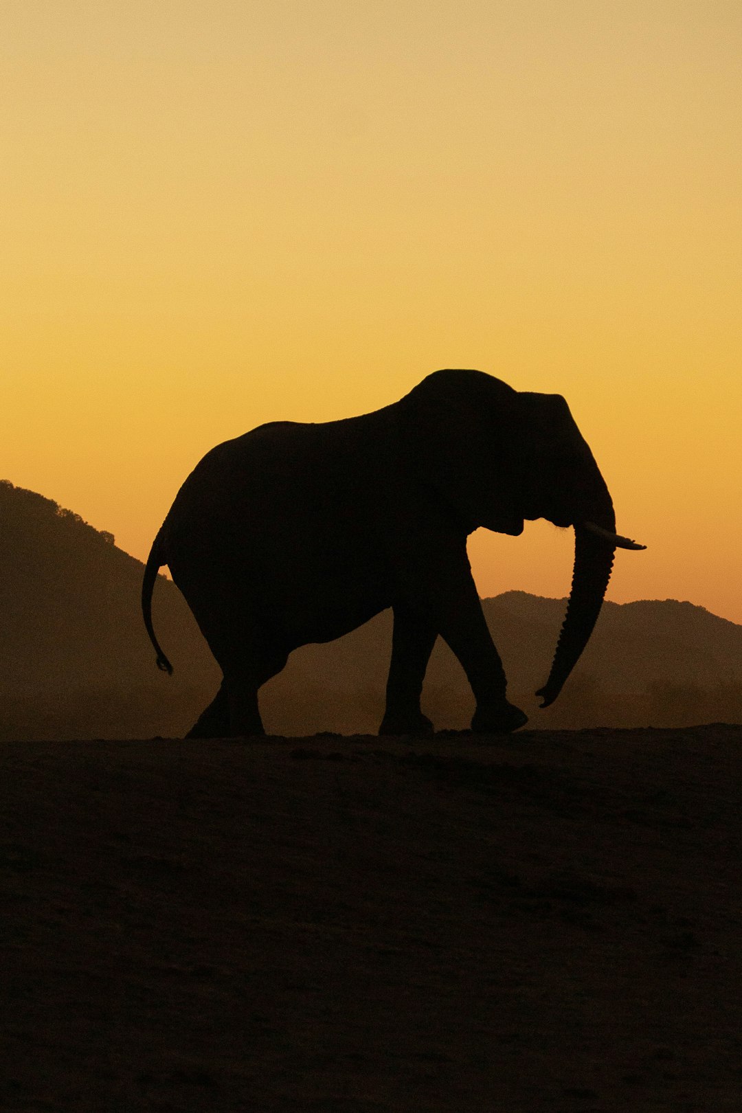 由 Johnny Thorpe 拍摄的 silhouette of an elephant walking at sunset 高清图片 - Animals主题 | PictureHub