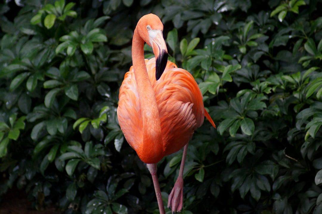 High-resolution a bright orange flamingo stands in front of green foliage KakJVshE photo by Hannah Cole in Animals | PictureHub