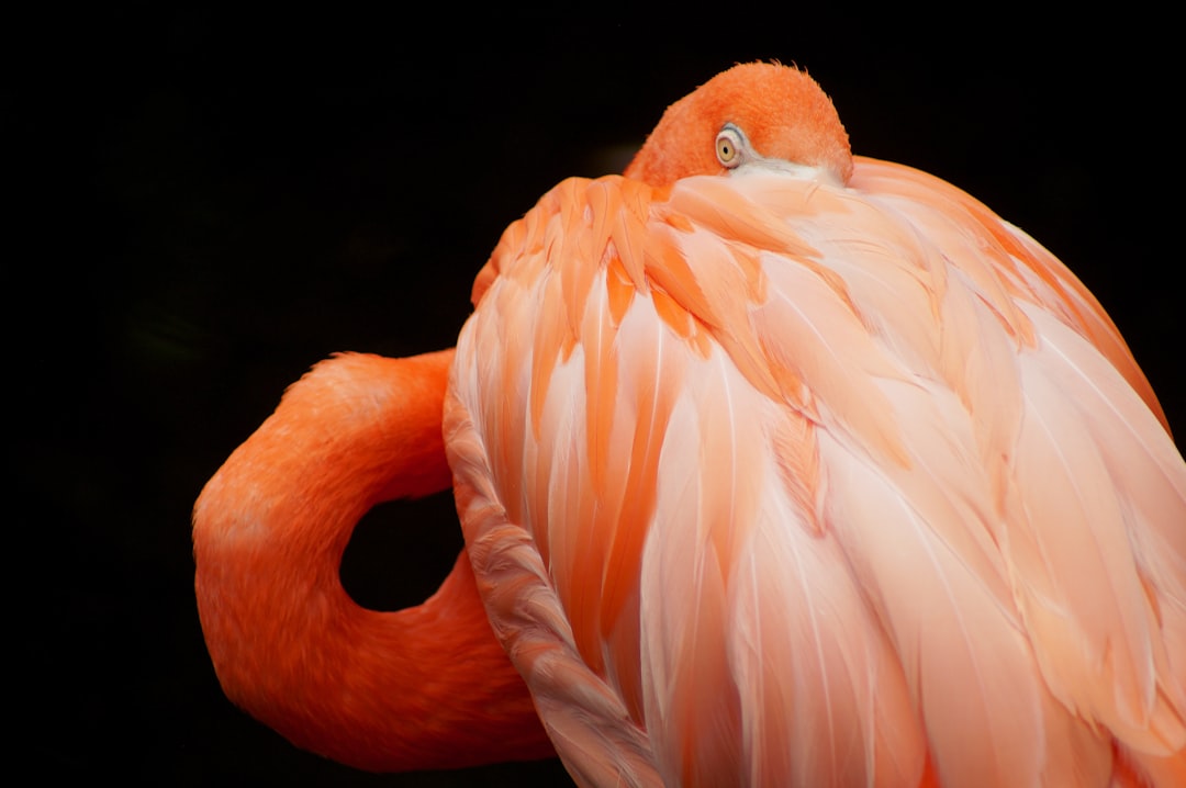 High-resolution a bright pink flamingo tucks its head into feathers photo by Hannah Cole in Animals | PictureHub