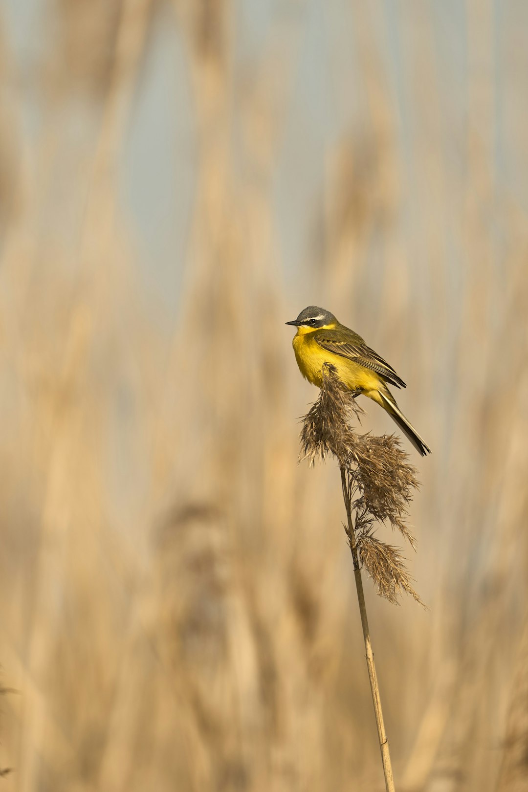 由 Wolfgang Hasselmann 拍摄的 yellow wagtail perched on a dry reed stalk 高清图片 - Animals主题 | PictureHub