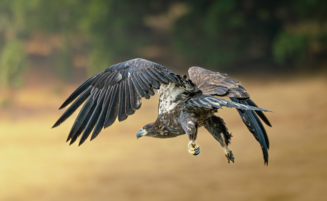 由 Christian Rodriguez 拍摄的 a large eagle with wings spread in flight 高清图片 - Animals主题 | PictureHub