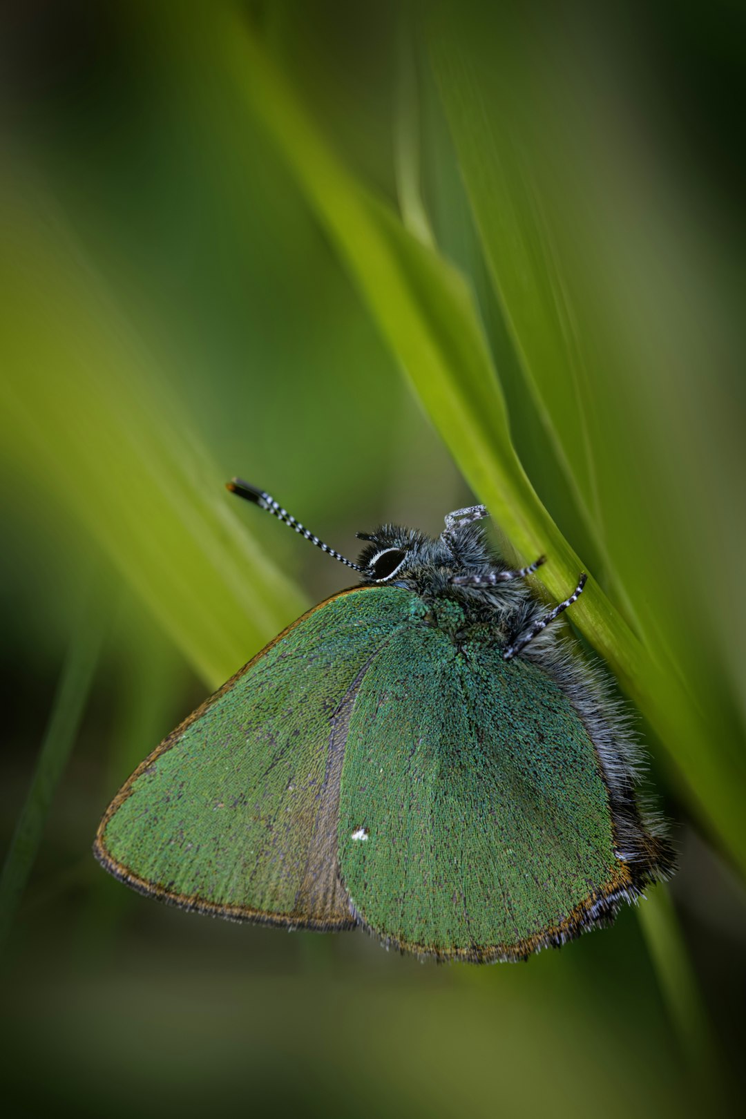 High-resolution a green butterfly rests on a blade of grass photo by Erik Karits in Animals | PictureHub