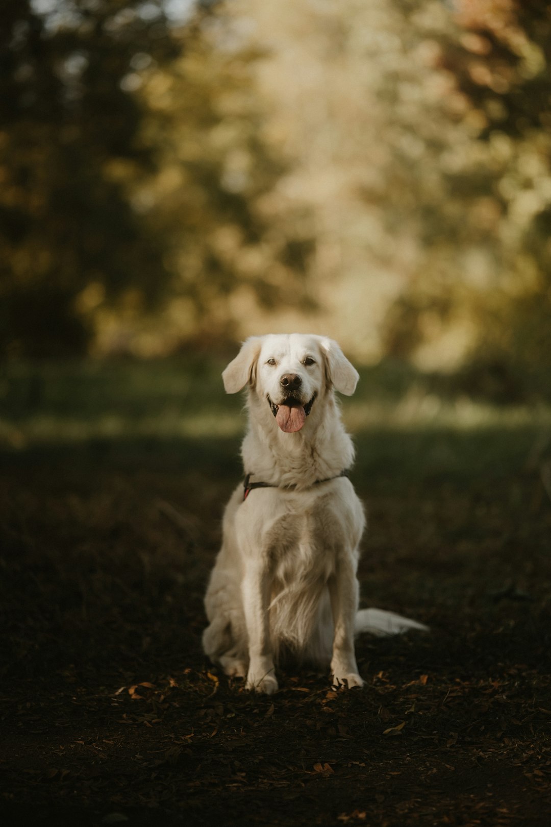 High-resolution a happy white dog sitting in a park photo by Martin Baron in Animals | PictureHub