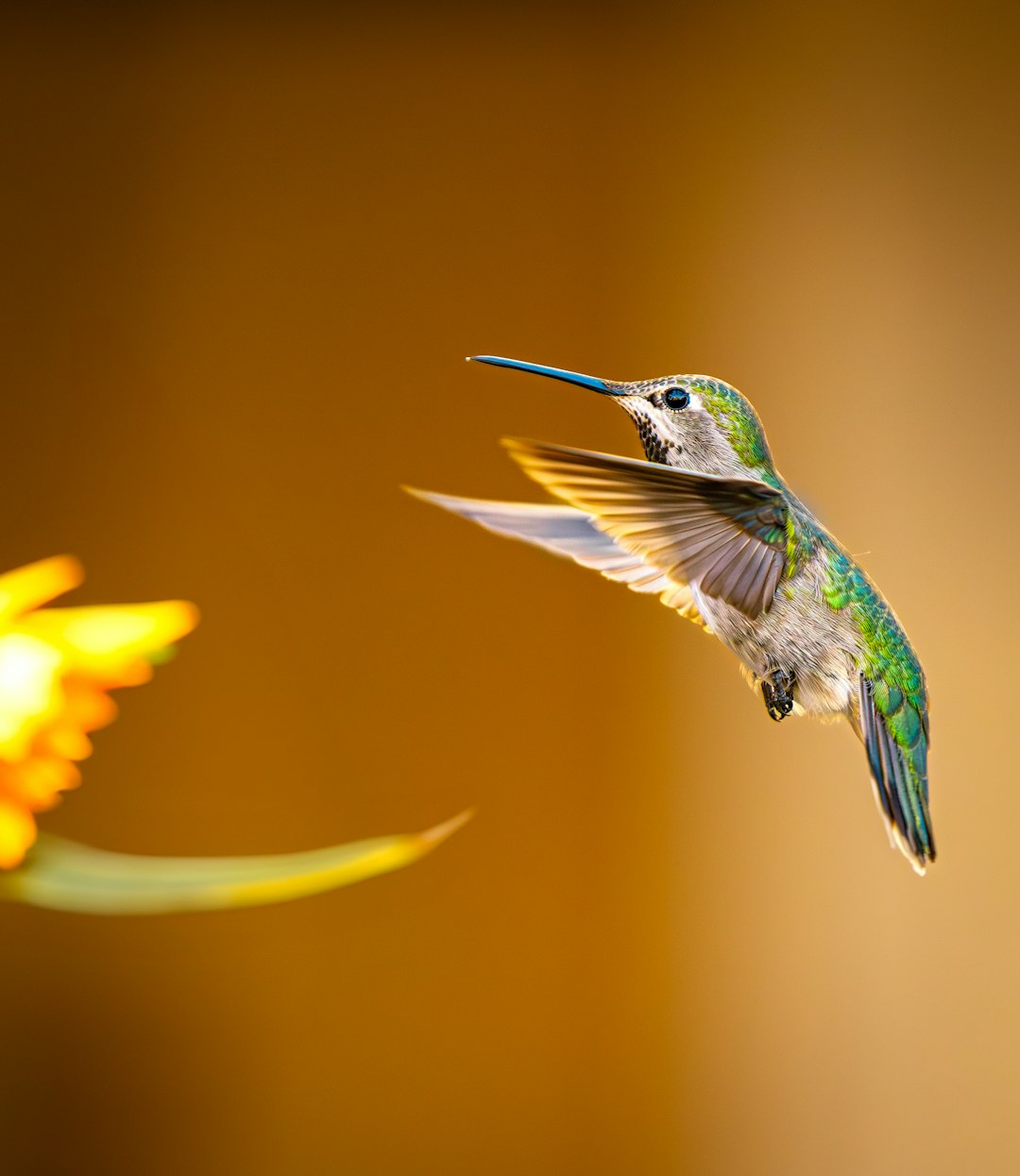 由 Christian Rodriguez 拍摄的 hummingbird hovering near a yellow flower 高清图片 - Animals主题 | PictureHub