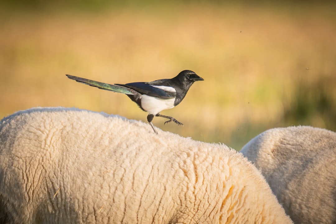 Foto ad alta risoluzione di una gazza appollaiata sul dorso di una pecora scattata da Doncoombez in Animals | PictureHub