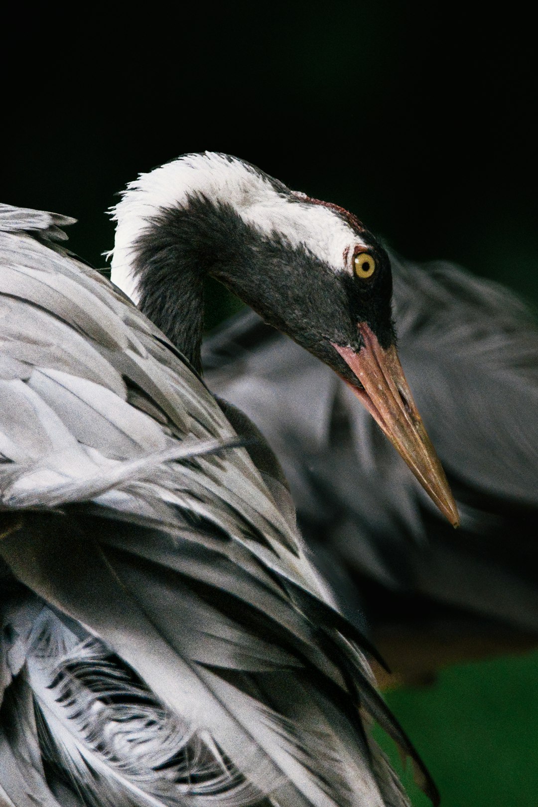 Foto ad alta risoluzione di un primo piano di un uccello gru con sorprendenti segni facciali x scattata da Lambert Huang in Animals | PictureHub