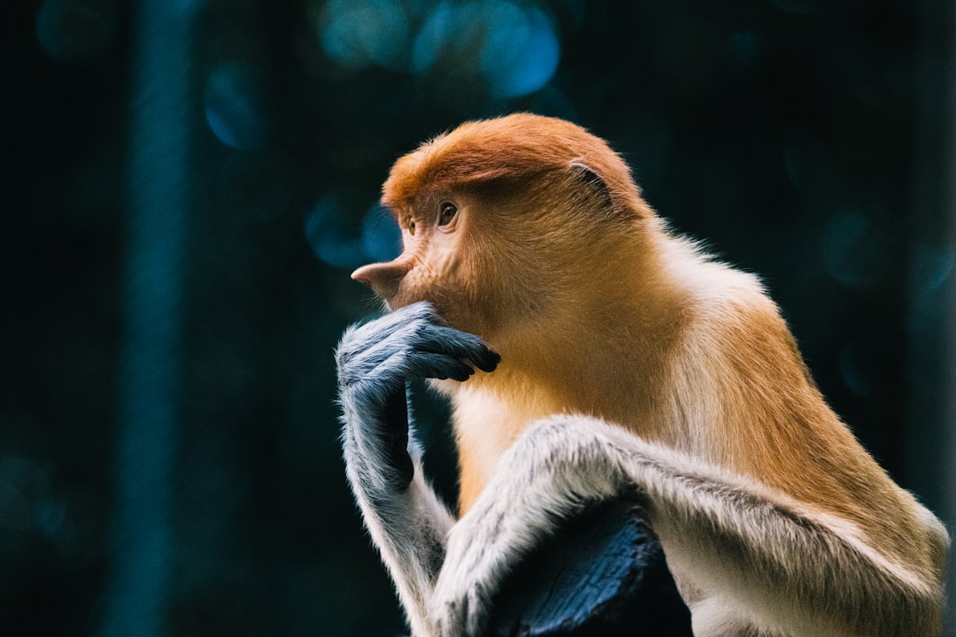 由 Lambert Huang 拍摄的 proboscis monkey with large nose looking thoughtful 高清图片 - Animals主题 | PictureHub
