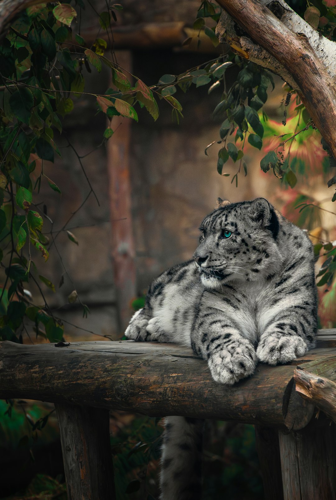 High-resolution a snow leopard rests on a wooden platform photo by Sergey Antonov in Animals | PictureHub