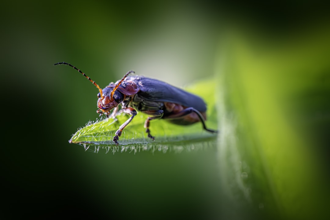 High-resolution a small beetle rests on a green leaf photo by Erik Karits in Animals | PictureHub