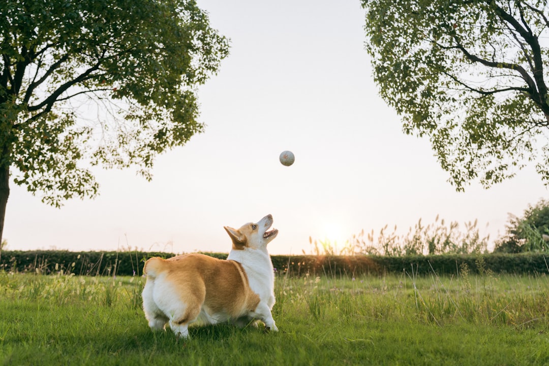 High-resolution a corgi dog jumps to catch a ball photo by Alvan Nee in Animals | PictureHub