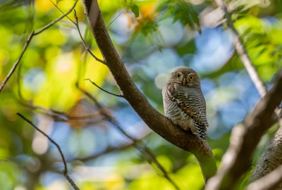 Animals Photography Topic with 330 curated HD images | PictureHub