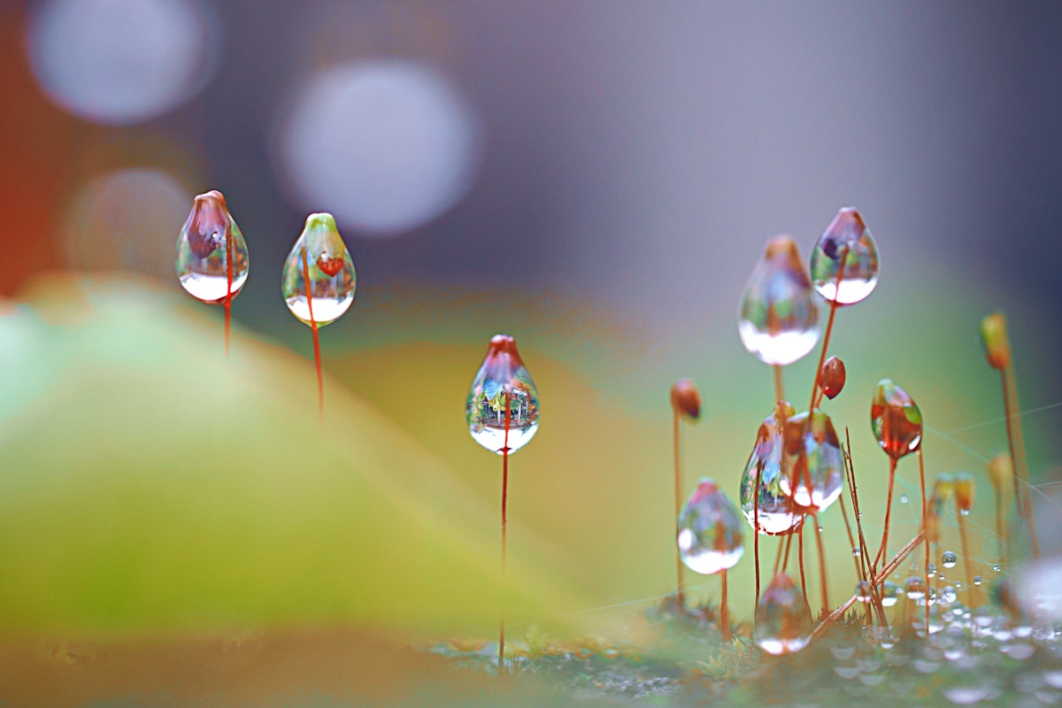 微距摄影-露珠中的微观世界|摄影技巧 - PictureHub