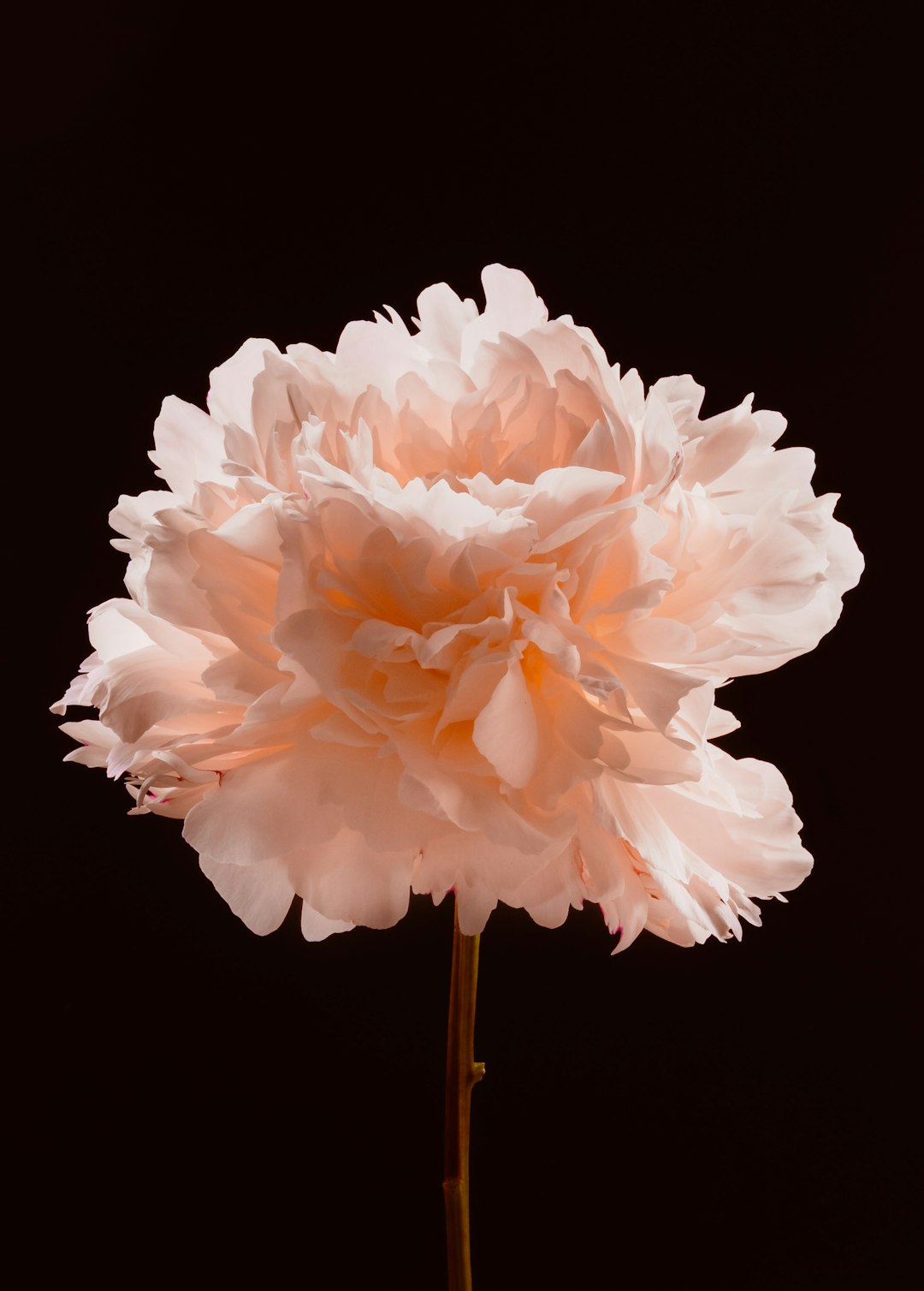 由 Valentin 拍摄的 light pink peony flower against a dark background 高清图片 - 精选主题 | PictureHub
