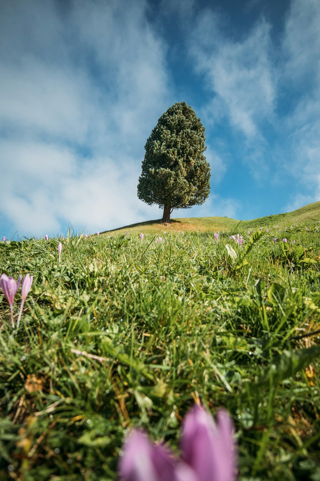 由 Rafael Peier 拍摄的 lone tree on a grassy hill with purple flowers 高清图片 - 精选主题 | PictureHub