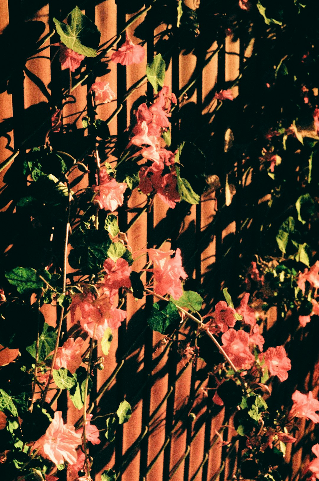 High-resolution pink flowers and green leaves on a lattice fence photo by Jason Zeis in Featured | PictureHub