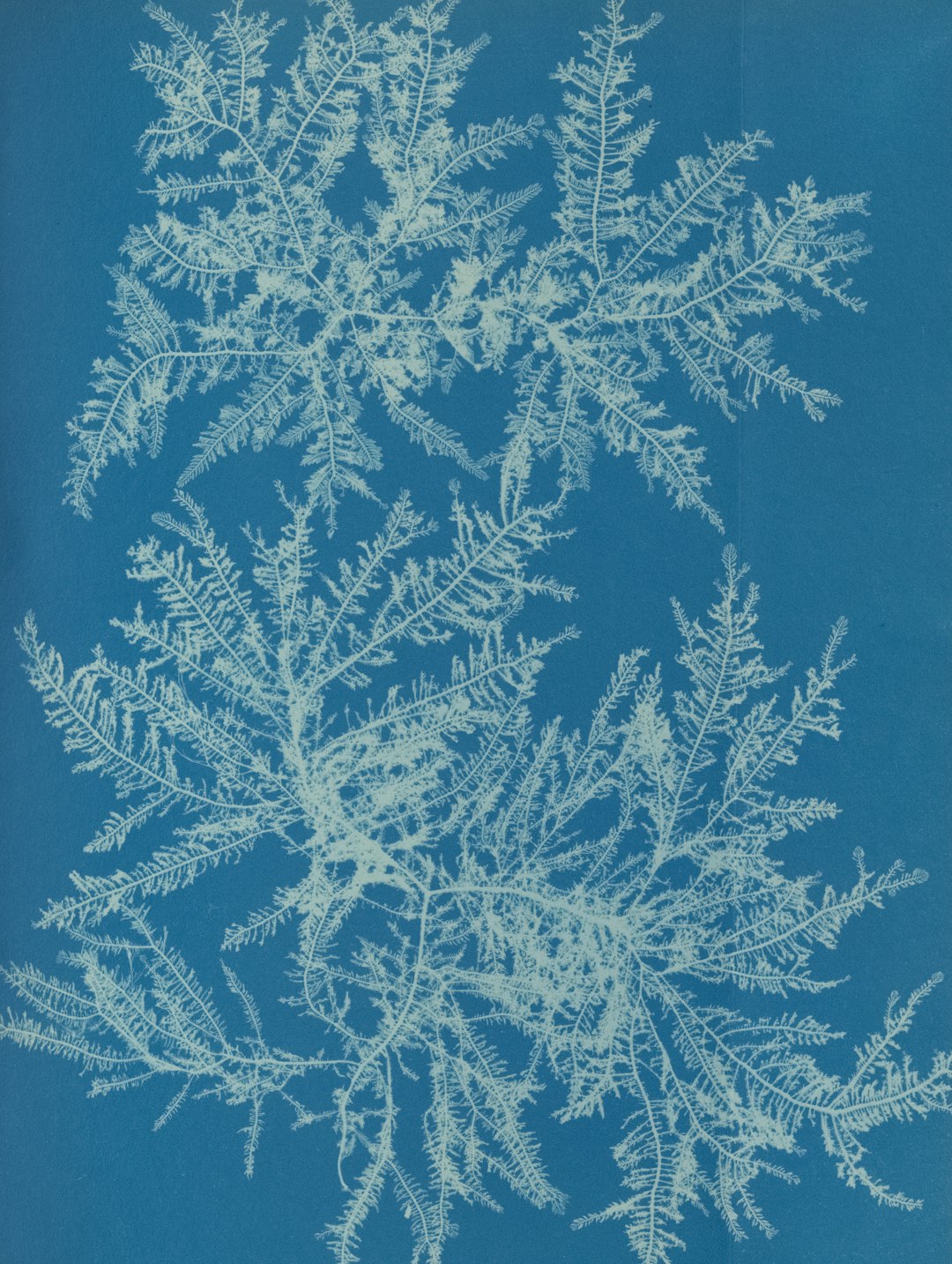 由 The Metropolitan Museum of Art 拍摄的 detailed white seaweed fronds on a vibrant blue cyanotype 高清图片 - 精选主题 | PictureHub