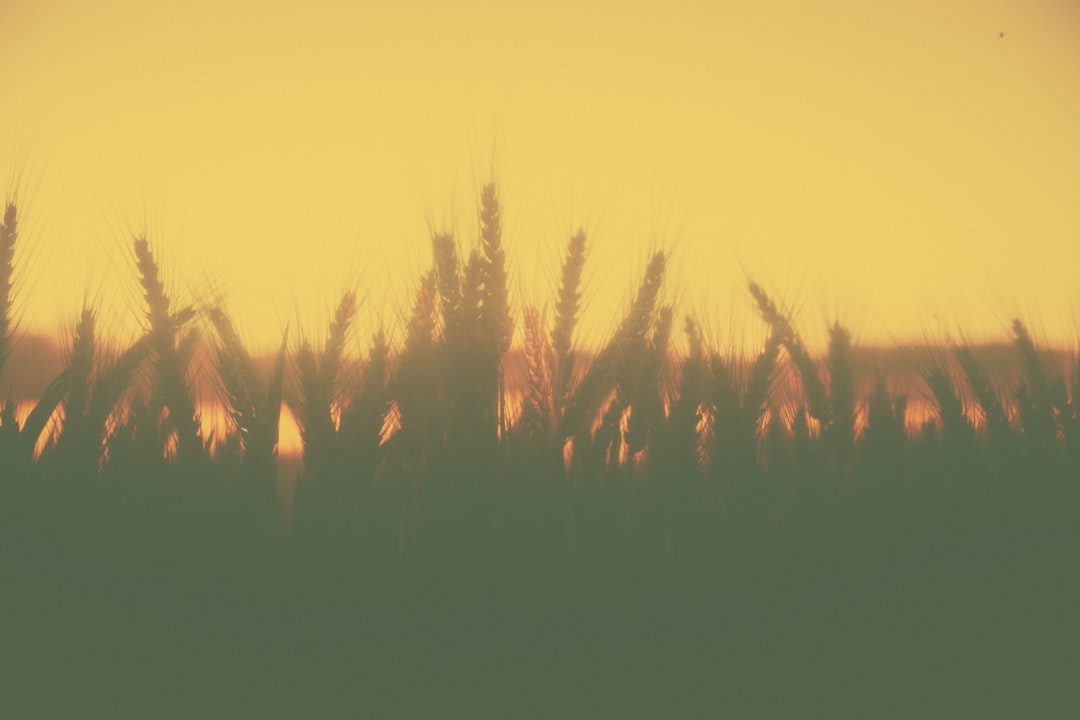 High-resolution grain stalks silhouetted against a golden sunset photo by nine koepfer in Featured | PictureHub