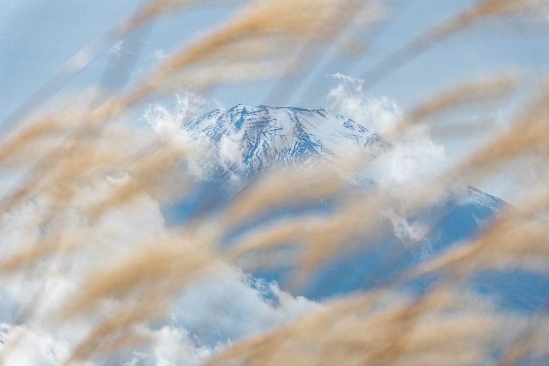 High-resolution snow capped mountain peak partially obscured by golden reeds photo by Philip Demir in Featured | PictureHub